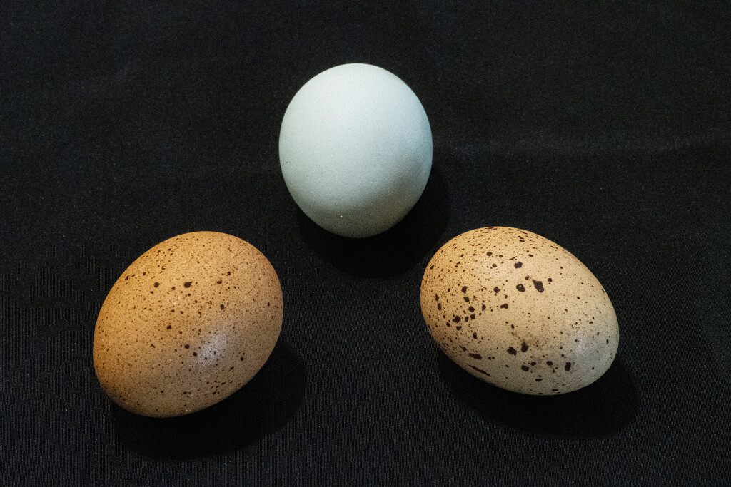 Three Little Eggs by cwbill