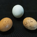 Three Little Eggs