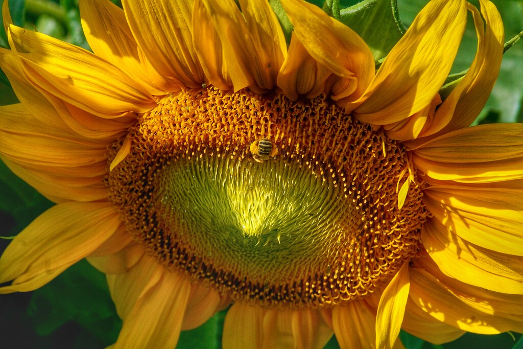sunflower & bee by amyk