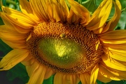 6th Aug 2022 - sunflower & bee