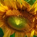 sunflower & bee