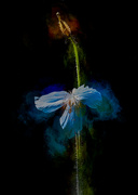 7th Jun 2022 - Blue poppy colors