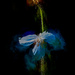 Blue poppy colors by princessleia