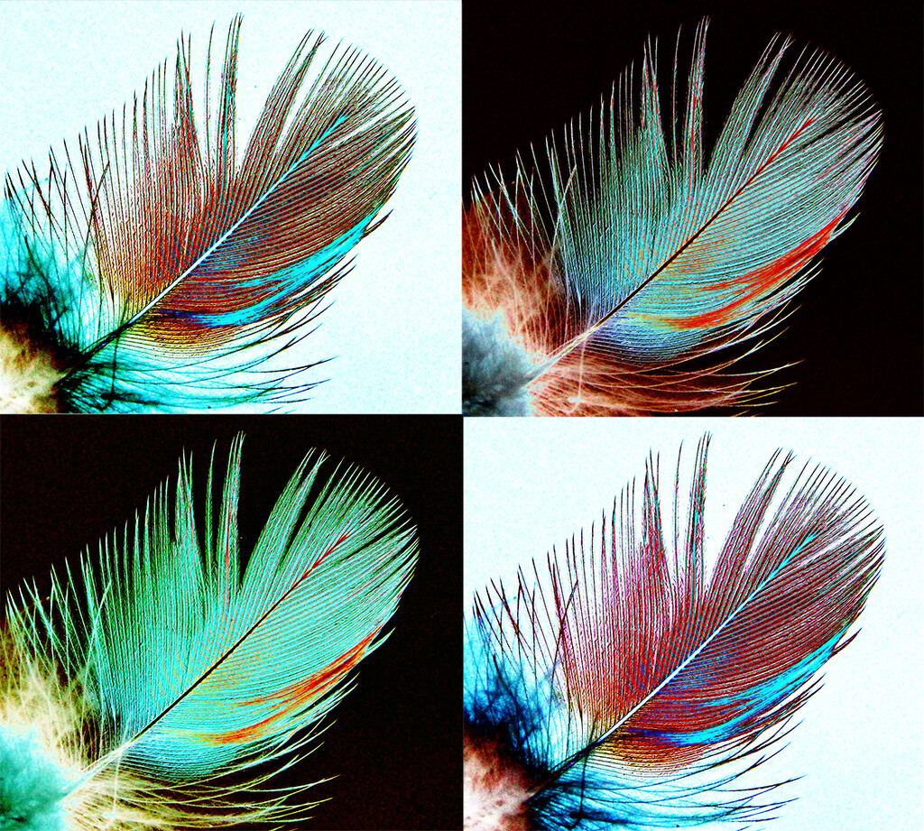 Arty Feathers by onewing