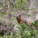 Marmot 