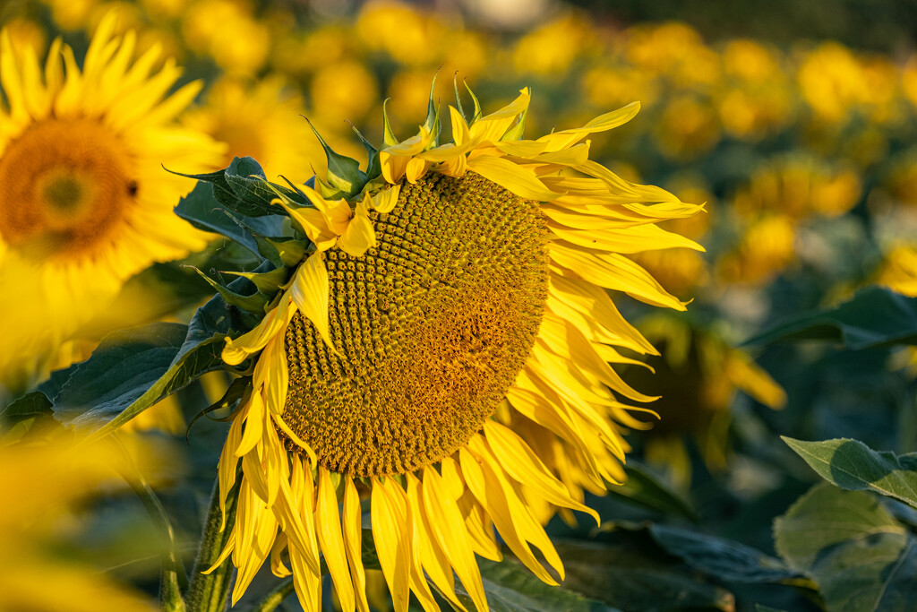 Long Bennington Sunflower by 365nick