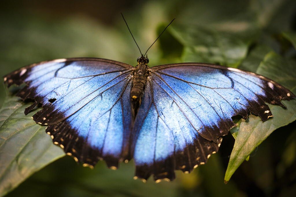 Blue Morpho Butterfly by dkbarnett