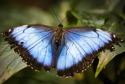 29th Jul 2022 - Blue Morpho Butterfly