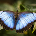 Blue Morpho Butterfly by dkbarnett