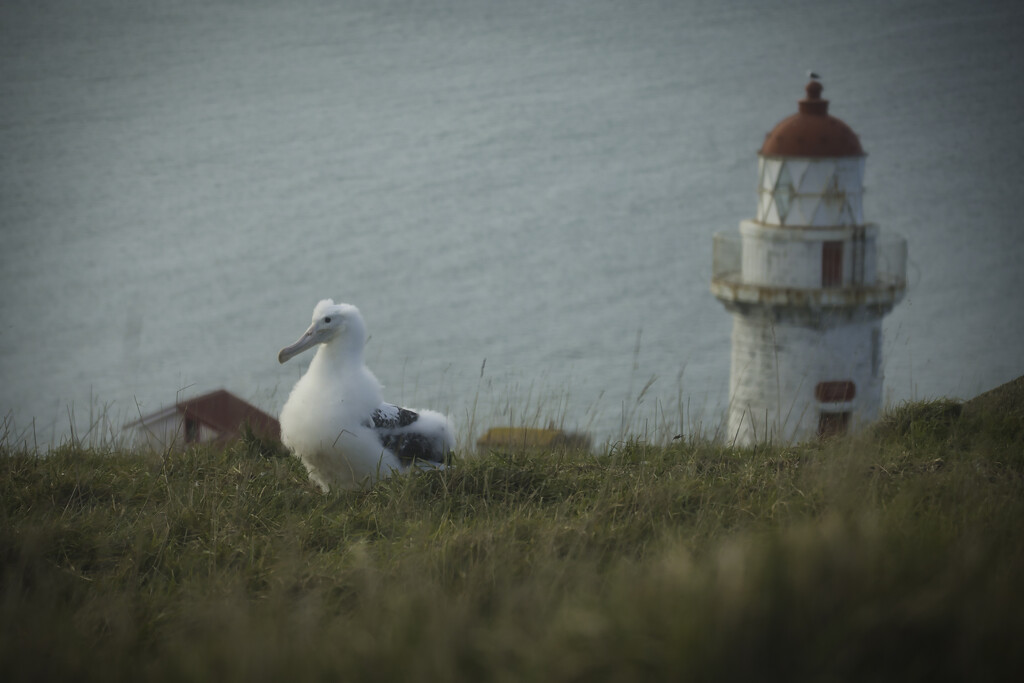 Royal Albatross Chick by dkbarnett