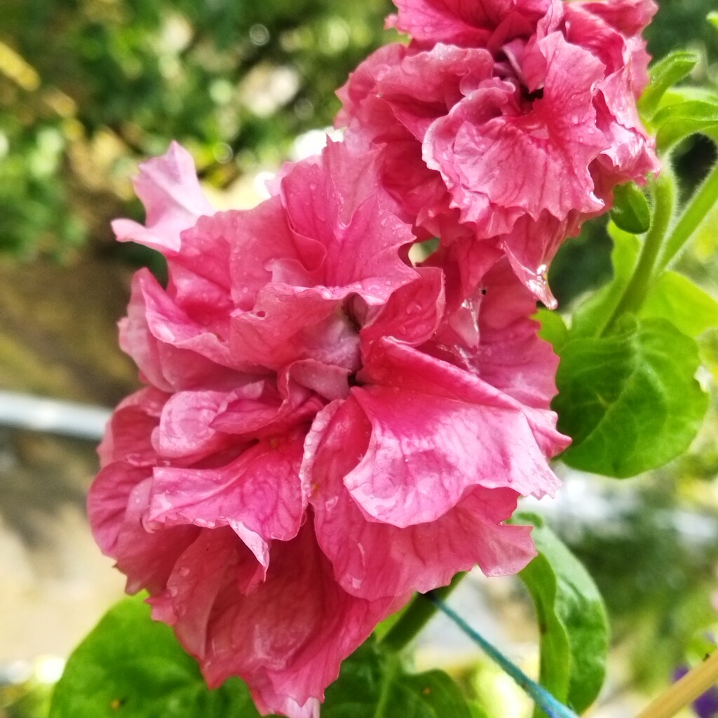  Petunia после дождя. by nyngamynga
