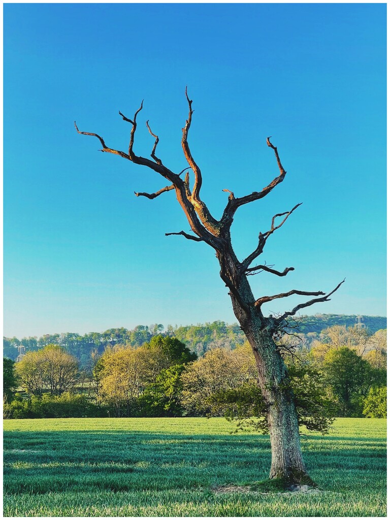 The tree 7 by moonbi
