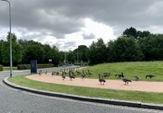 7th Aug 2022 - Goose-Stepping