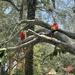 Parrots by kdrinkie
