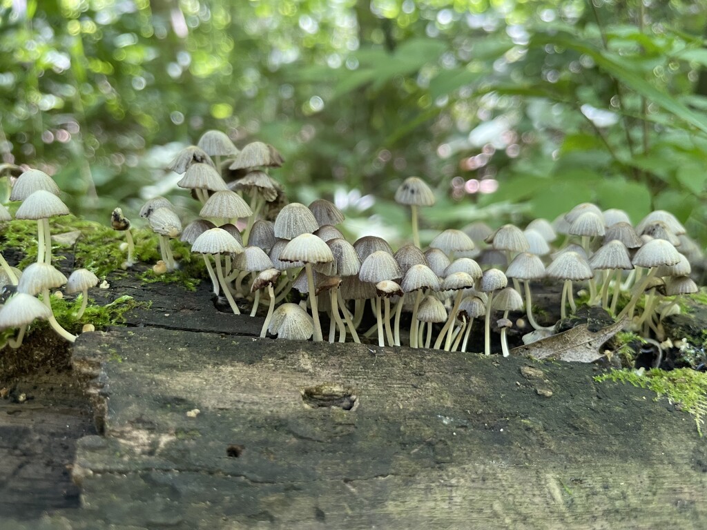Not mushroom on this log by kdrinkie