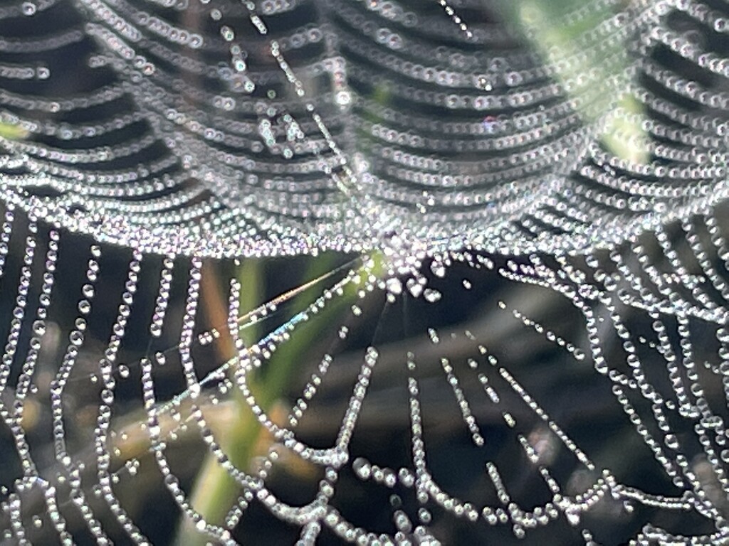 Dewy web by kdrinkie