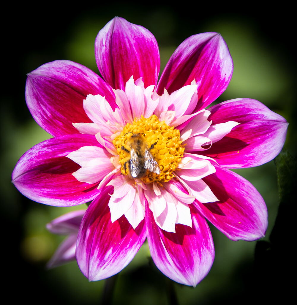 The Obligatory Bee on a Flower shot..... by swillinbillyflynn