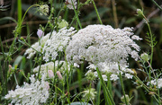 7th Aug 2022 - Queen Anne's Lace