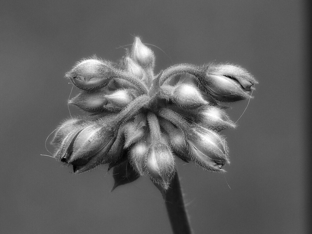Geranium buds... by marlboromaam