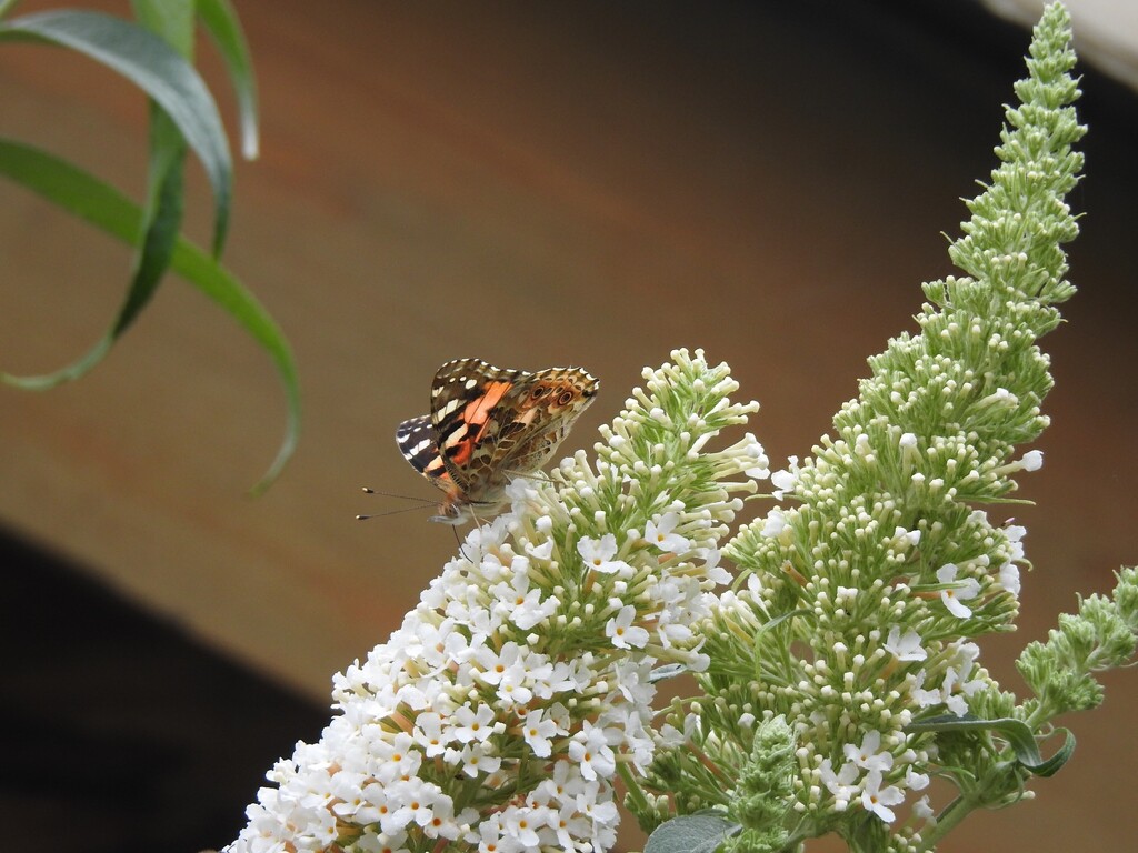 Painted Lady on White Buddleia by susiemc