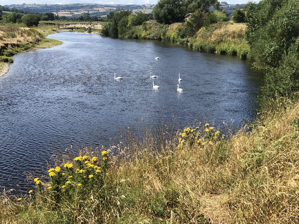 Swans on the River Wye by susiemc