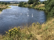 6th Aug 2022 - Swans on the River Wye