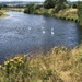 Swans on the River Wye