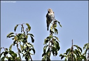 7th Aug 2022 - Young goldfinch