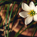 Open the flowering season  by daryavr