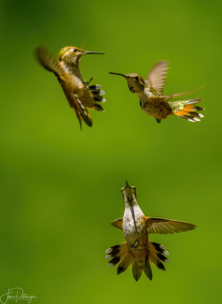 Fighting Hummers by jgpittenger