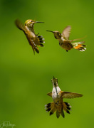 8th Aug 2022 - Fighting Hummers