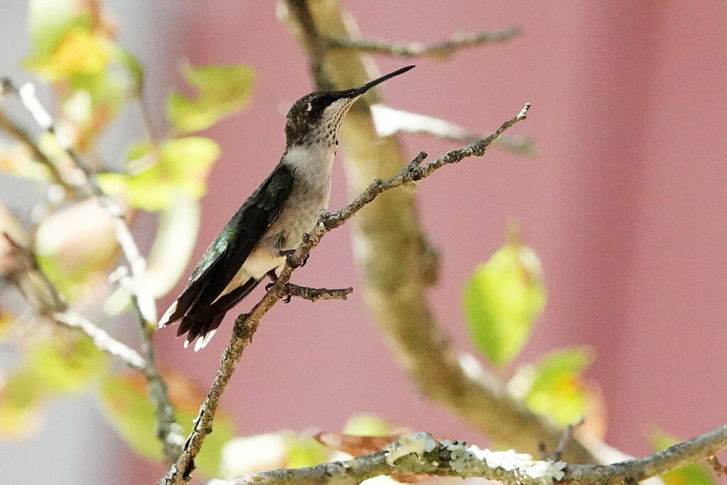 Must Have Been Her Perch by milaniet