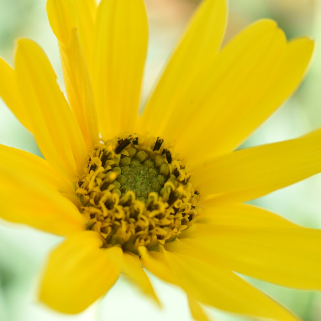 I think this is Helianthus by anitaw