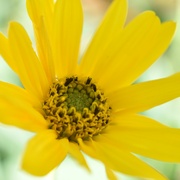 7th Aug 2022 - I think this is Helianthus