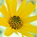 I think this is Helianthus