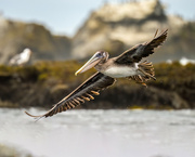 7th Aug 2022 - Brown Pelican