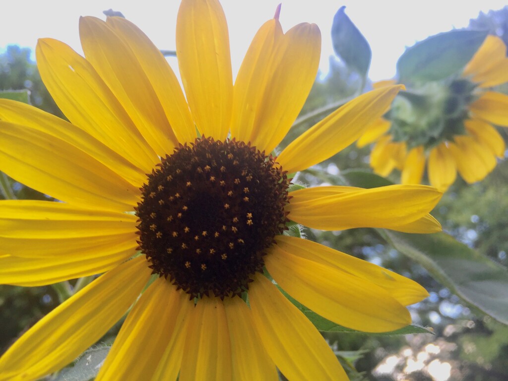 Sunflower by margonaut