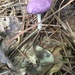 The purple mushrooms are still there