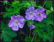 7th Aug 2022 - Geranium Flowers and a Tiny Ant