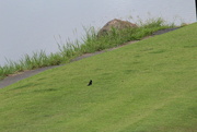 6th Aug 2022 - Aug 6 Red Winged Blackbird IMG_6881A