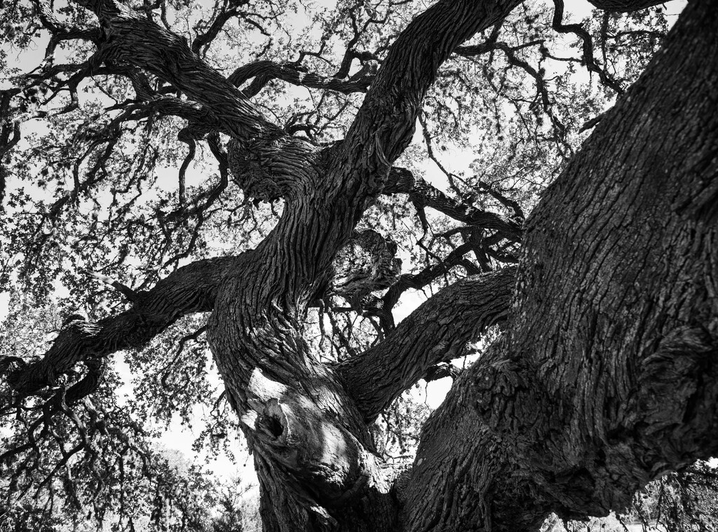 Gnarly Oak  by dkellogg
