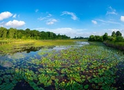 6th Aug 2022 - A panoramic shot of the Crosswinds Marsh.