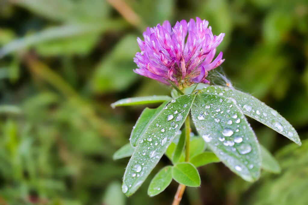 Red clover by okvalle