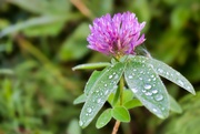 8th Aug 2022 - Red clover
