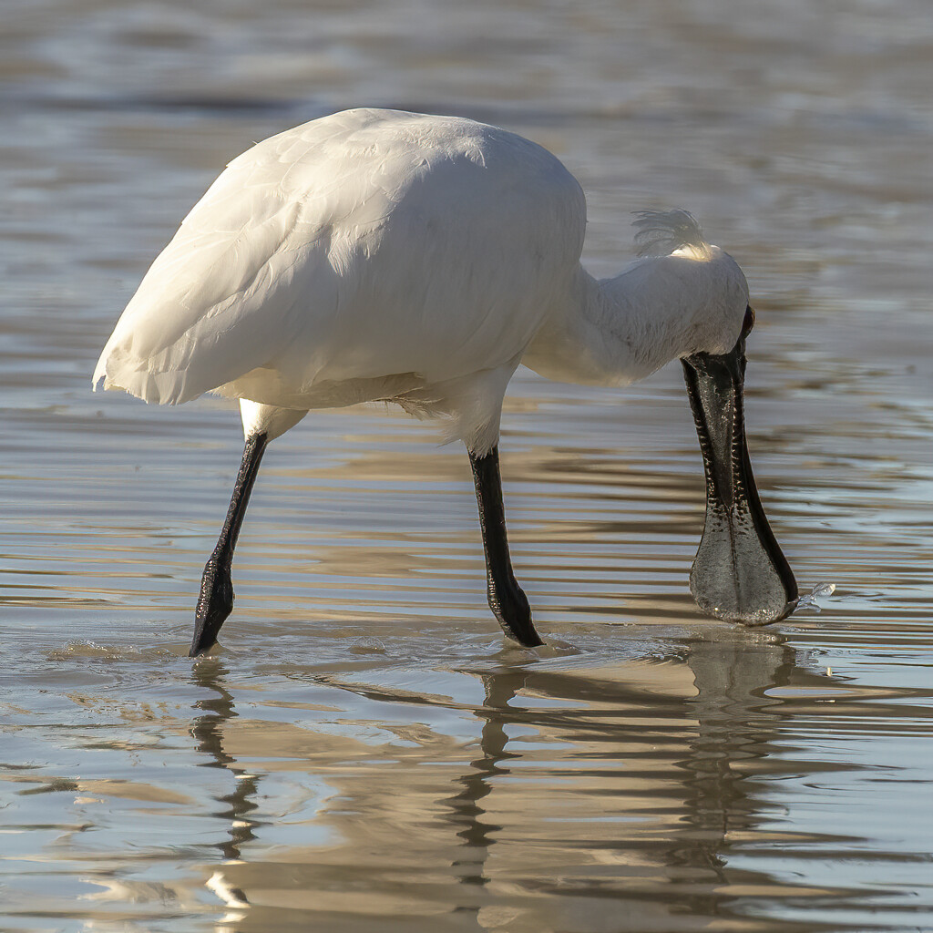 Royal Spoonbill  by bugsy365