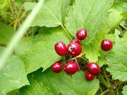 8th Aug 2022 - Red Baneberry