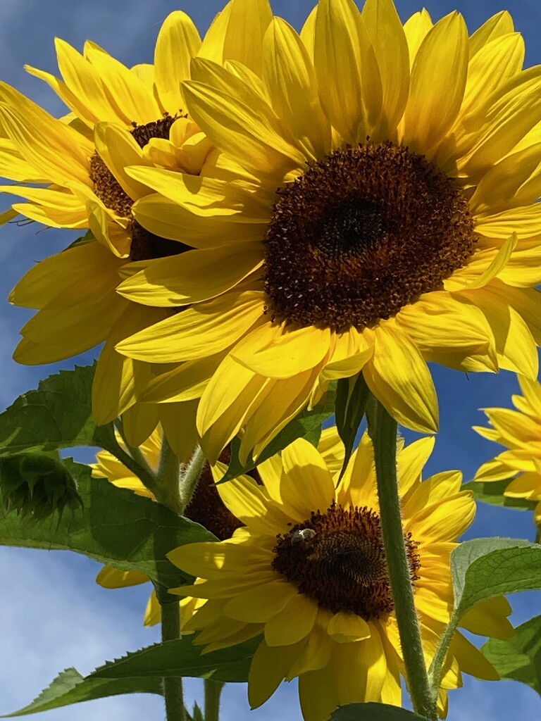 Sunflowers under blue skies. No filter by meemakelley