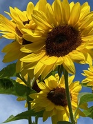 31st Jul 2022 - Sunflowers under blue skies. No filter