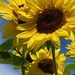 Sunflowers under blue skies. No filter