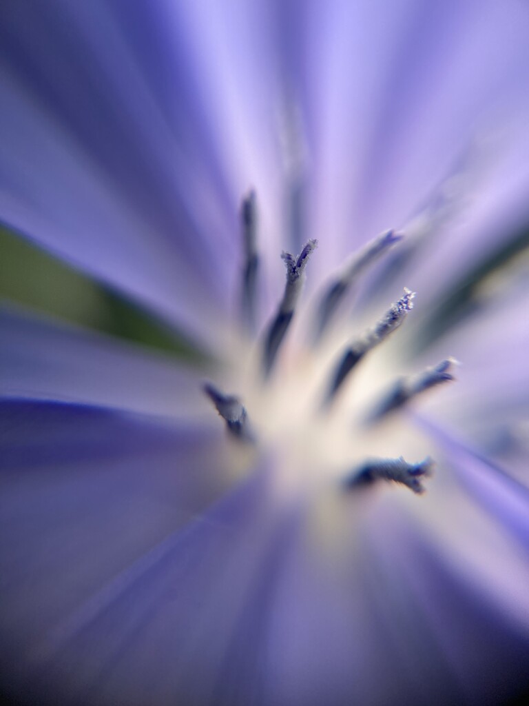 Macro chicory ( wild bachelors button) by meemakelley